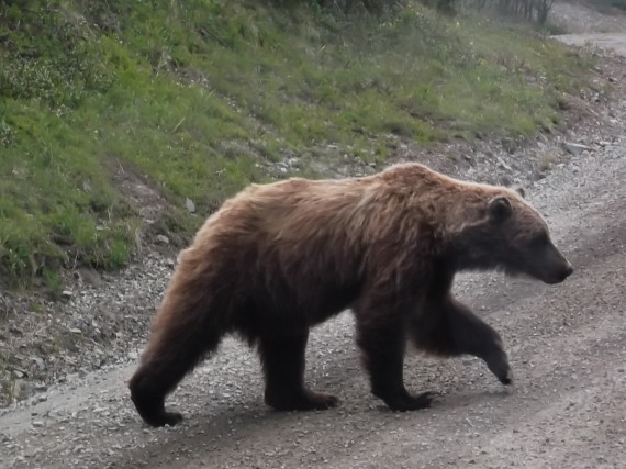 Bear-1-570x427
